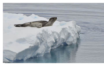 En sjleopard vilar p ett isflak.