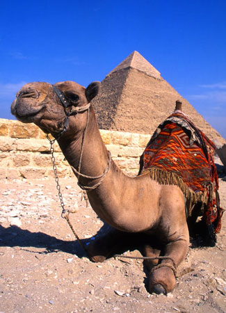 Dromedar bland pyramiderna, Egypten.