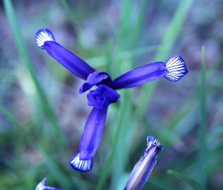 Iris, Bulgarien. 