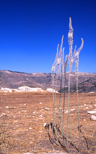 Stäppliljor, Libanon.