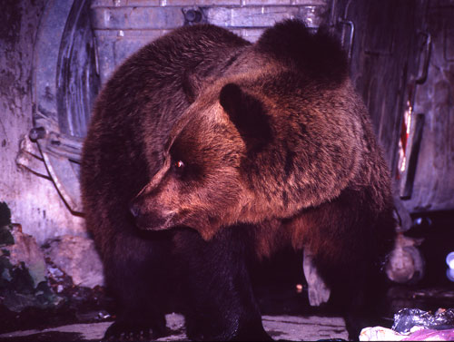 Vild björn som lärt sig hitta mat bland soporna utanför Brasov i Transsylvanien, Rumänien. 