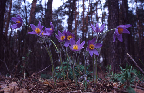 Nipsippor som blommar p vren, Ukraina. 