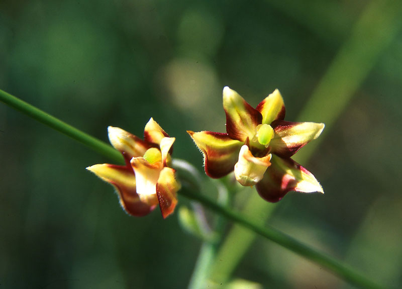 Orkidé (Epipactis veratrifolia), Libanon. 