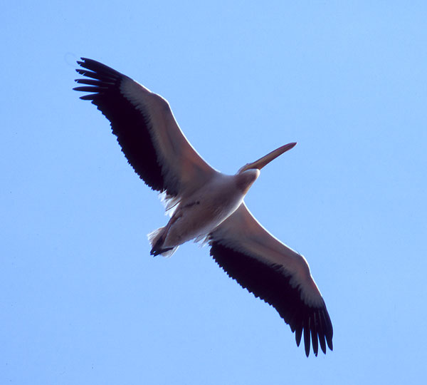 Vit pelikan flyger mot Donaus delta, Rumänien.