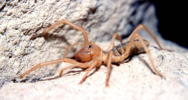 En skorpionspindel som bodde tillsammans med mig i en grotta i Kappadokien.