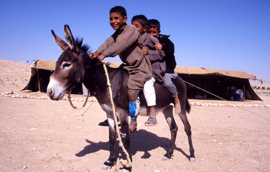 Beduinbarn som roar sig med en mindre road åsna, Syrien.