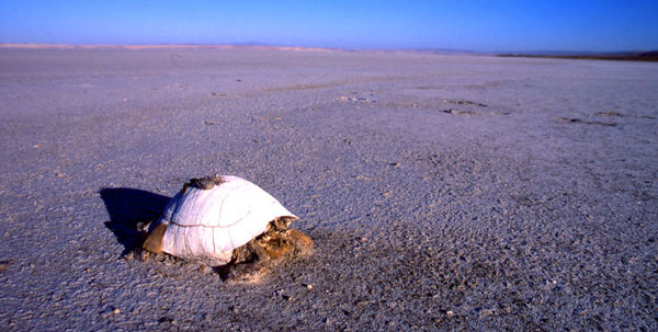 En sköldpadda har irrat sig ut på saltsjön Tuz Gölu och dött.