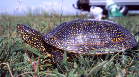 Kärrsköldpadda, Rumänien. 