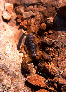 Skorpion som bott under tltet en natt.