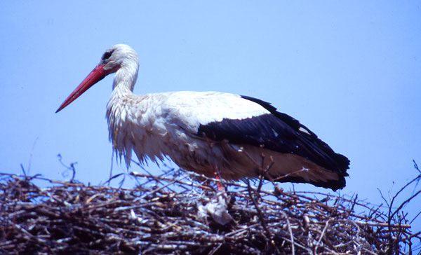 Vit stork p sitt bo, Rumnien.