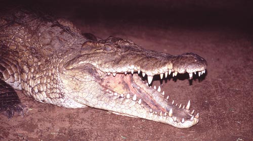 Nilkrokodil i Samburus nationalpark.