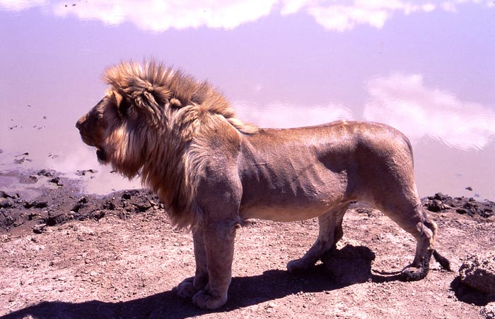 En lejonhanne vid ett vattenhl i Serengeti nationalpark.