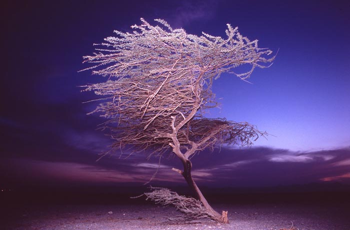 En vindpinad Akacia, Sudan.