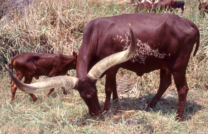 Ankgol lnghornsboskap, Uganda.
