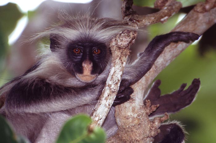 Zanzibar Red Colobus finns bara p n Zanzibar utanfr Tanzanias kust.