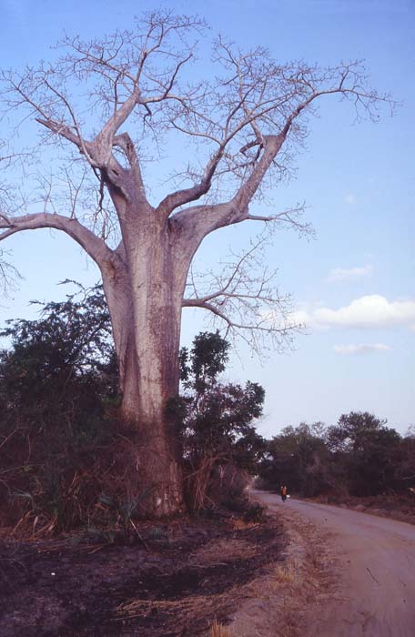 Stora Baobab-träd sätter sin prägel på landskapet.