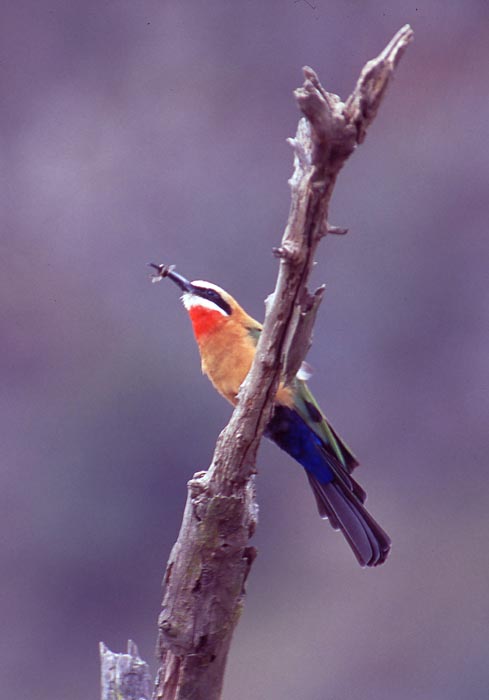 Bitare (White-fronted Bee-eater) i Hells Gate nationalpark.