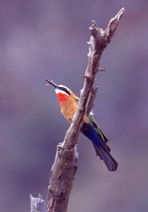 Biätare (White-fronted Bee-eater) i Hells Gate nationalpark.