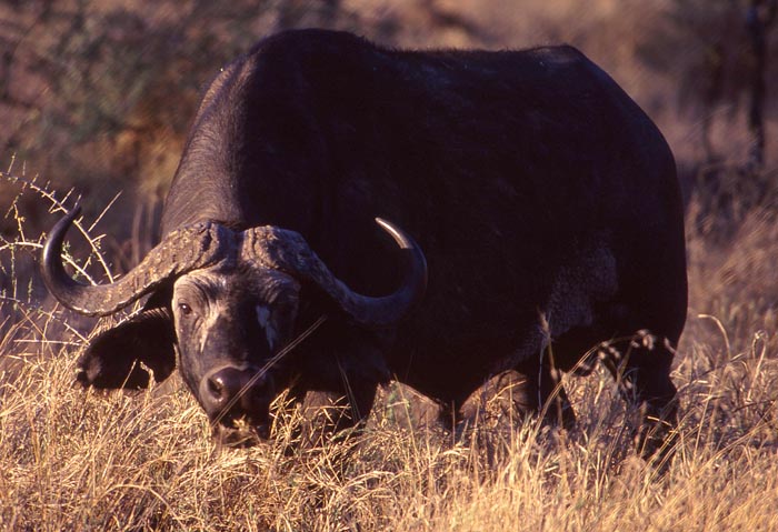En massiv buffel i Serengeti nationalpark.