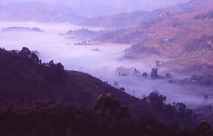 En dimmig dal i närheten av Bwindi Impenetrable Forest, Uganda.