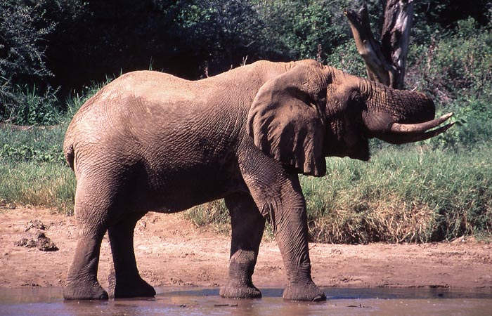 Elefant i Samburus nationalpark.