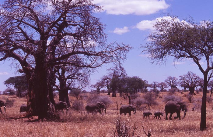 Baobab-trden fr elefanterna att se sm ut. Tarangire nationalpark.