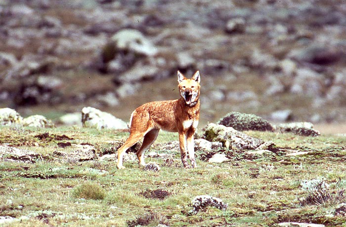 Den etiopiska vargen finns bara i Etiopiens bergsomrden.
