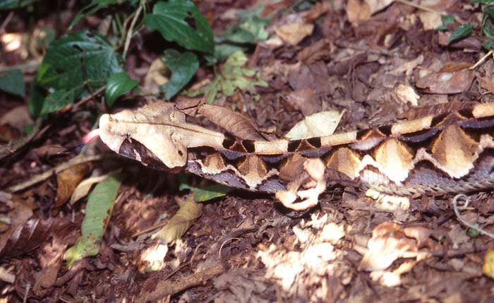 Gabonviperan, den orm som har de längsta gifttänderna i världen. Även en av världens vackraste ormar.