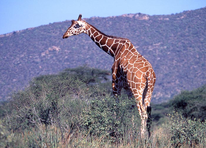 Nätgiraff i Samburus nationalpark.