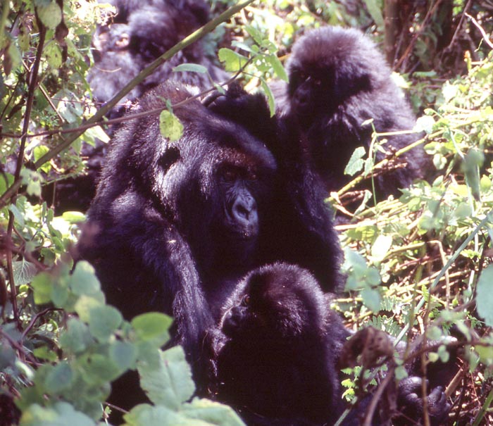Bergsgorillor i Parque National des Volcans, Rwanda.