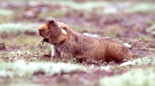 Denna jttemullvad finns bara p ett hgland i Bales nationalpark.