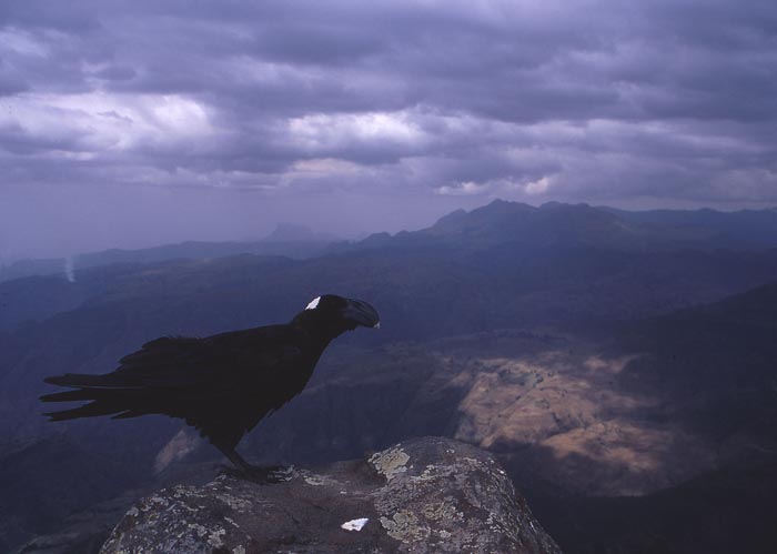 Thick-billed Raven (korp) finns enbart i Etiopien.