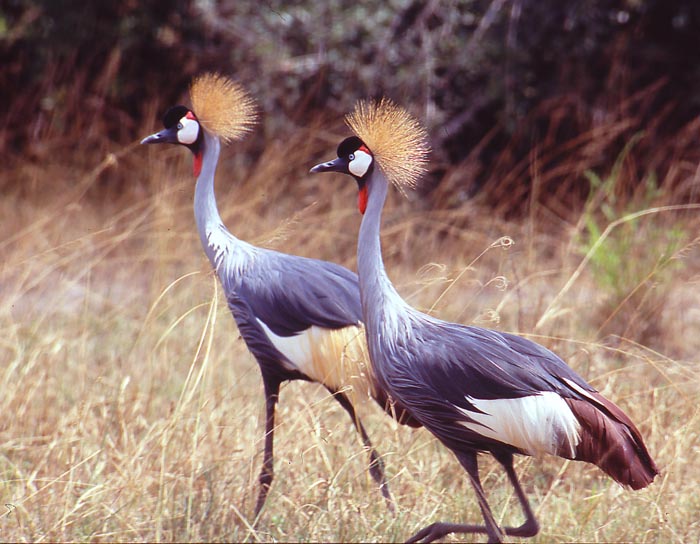Ugandas nationalfgel, Krontranan.