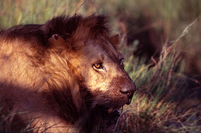 Ett lejon i Masai Mara