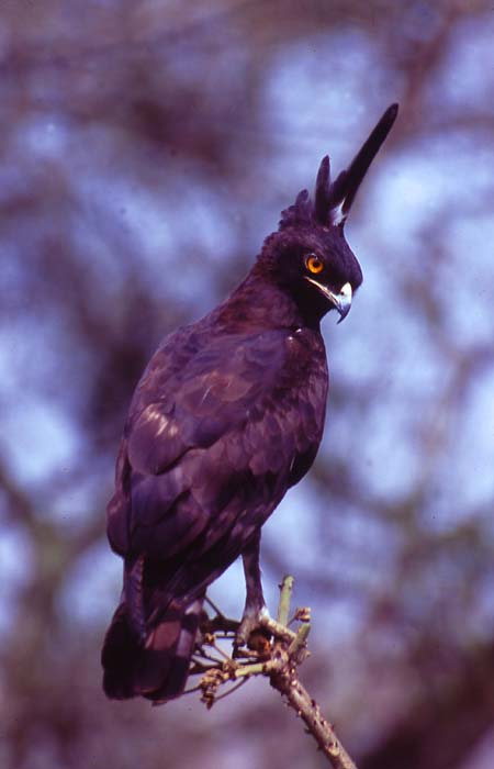 Tofsörn (Long-crested Eagle)