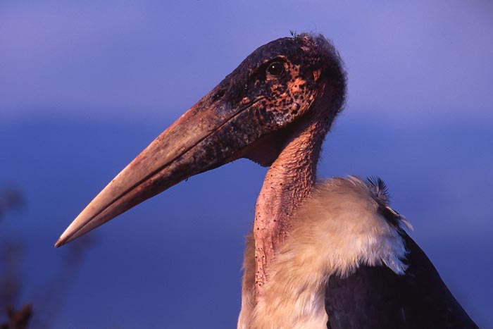Maraboustork i Ngorongoro conservation area.