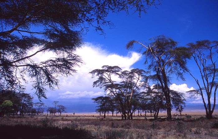 Ett litet skogsparti i Ngorongorokratern.