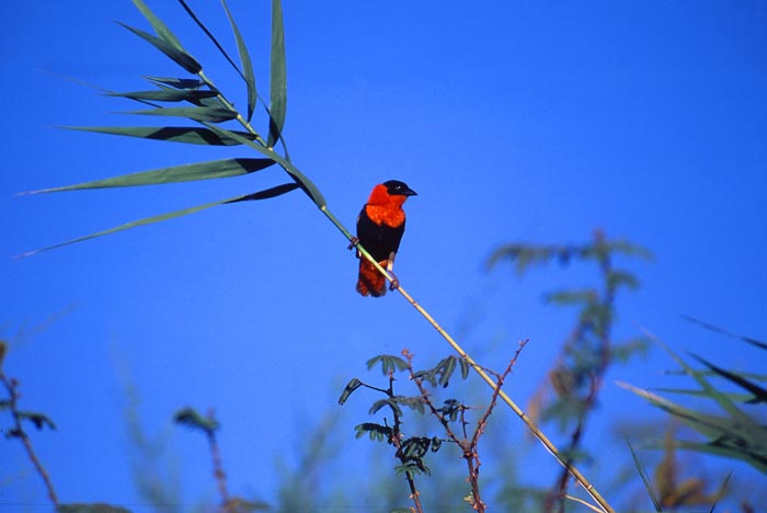 Northern Red Bishop, Sudan.