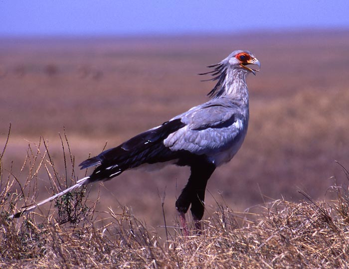 Sekreterarfågel i Serengeti nationalpark.