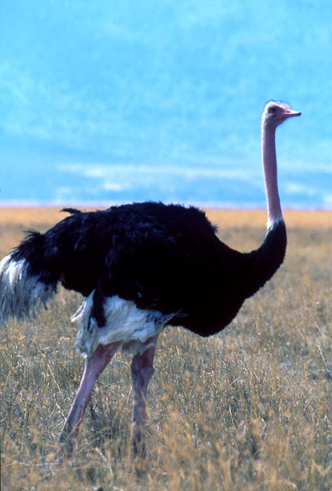 En struts i Ngorongoro conservation area.