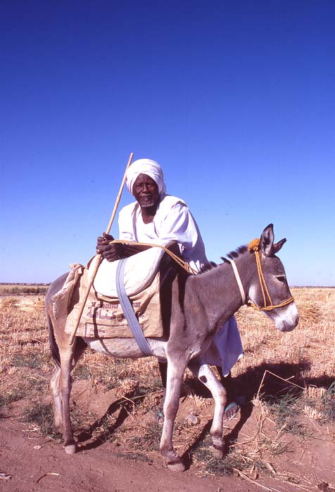 Typisk sudanesisk man med sin sna, Sudan.