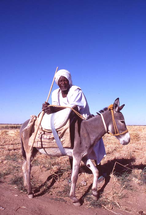 Typisk sudanesisk man med sin åsna, Sudan.