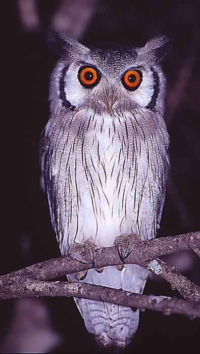 Uggla (Northern White-faced scops-owl)