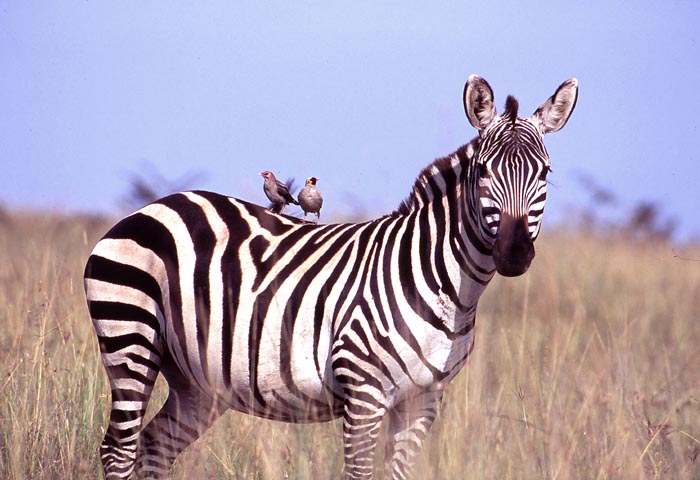 En zebra med två starar (Wattled starlings) på ryggen i Serengeti nationalpark.