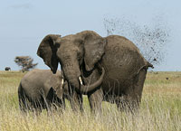 En elefant sprutar lera på sig för att skydda sig mot sol och insekter