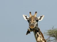 Giraff med tv oxhackare hngande frn munnen