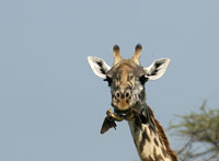 Giraff med två oxhackare hängande från munnen