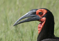 Southern Ground Hornbill som letar efter mat