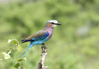 Lilac-breasted Roller