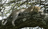 En leopard som vilar sig uppe i ett träd